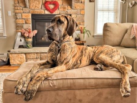 great-dane-dog-sitting-to-a-couch
